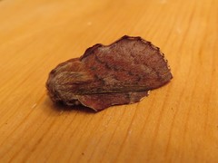 Phyllodesma americana