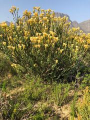Leucadendron discolor