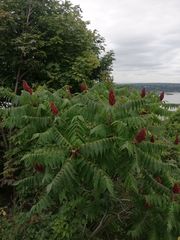 Rhus typhina