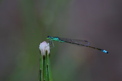 Ischnura capreolus