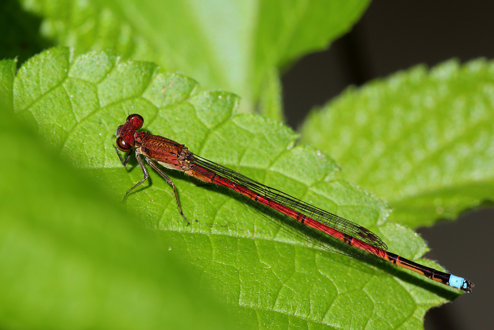 Oxyagrion terminale