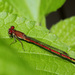 Oxyagrion terminale - Photo (c) Erland Refling Nielsen, some rights reserved (CC BY-NC)