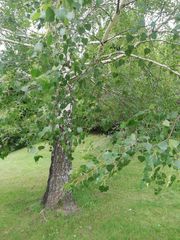 Betula pendula