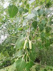 Betula pendula
