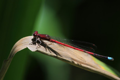 Oxyagrion terminale