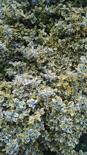 Euonymus fortunei f. carrierei iNat (1)