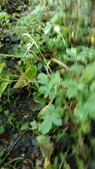 Fragaria vesca americana