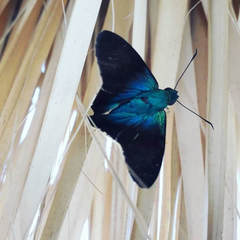 Thorybes egregius egregius