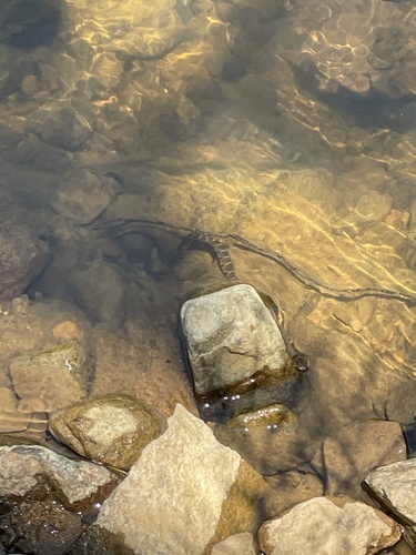 Northern Water Snake
