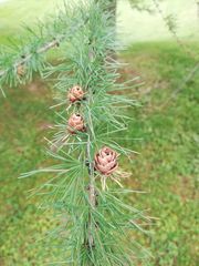 Larix laricina