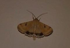Heliothis
