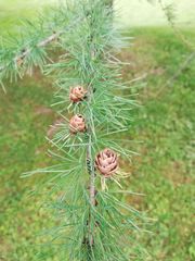 Larix laricina
