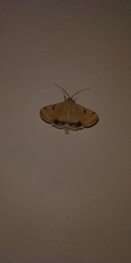 Heliothis