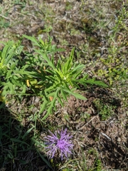 Ambrosia × intergradiens