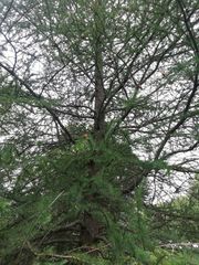 Larix laricina
