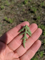 Ambrosia × intergradiens