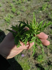 Ambrosia × intergradiens