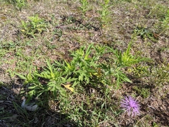 Ambrosia × intergradiens