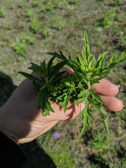 Ambrosia × intergradiens