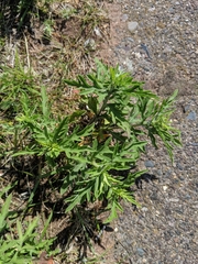 Ambrosia × intergradiens