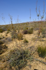 Leucadendron brunioides brunioides