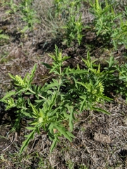 Ambrosia × intergradiens