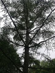 Larix kaempferi