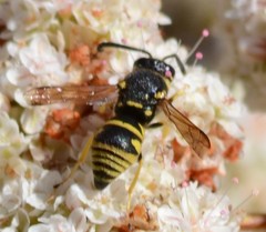 Euodynerus foraminatus