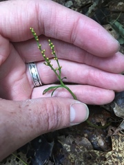 Botrychium angustisegmentum