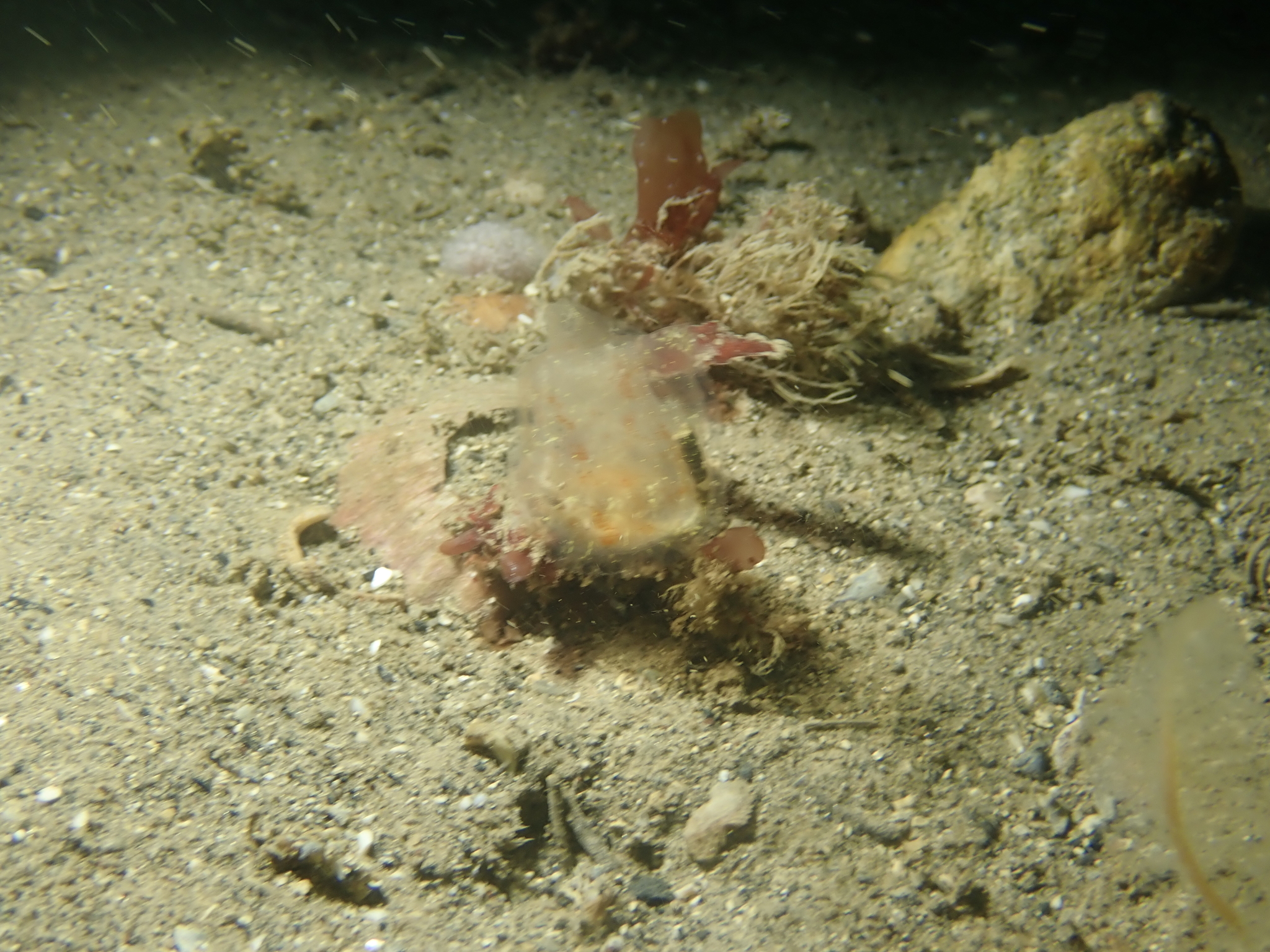 Corella parallelogramma (Müller, 1776)
