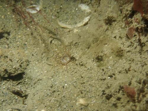North Sea Tube Anemone, Moyle, Northern Ireland, GB, photo 6 of 10