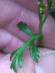 Botrychium angustisegmentum