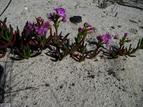 Ruschia tenuifolia