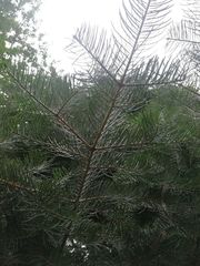 Abies concolor