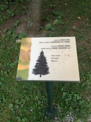 Abies concolor