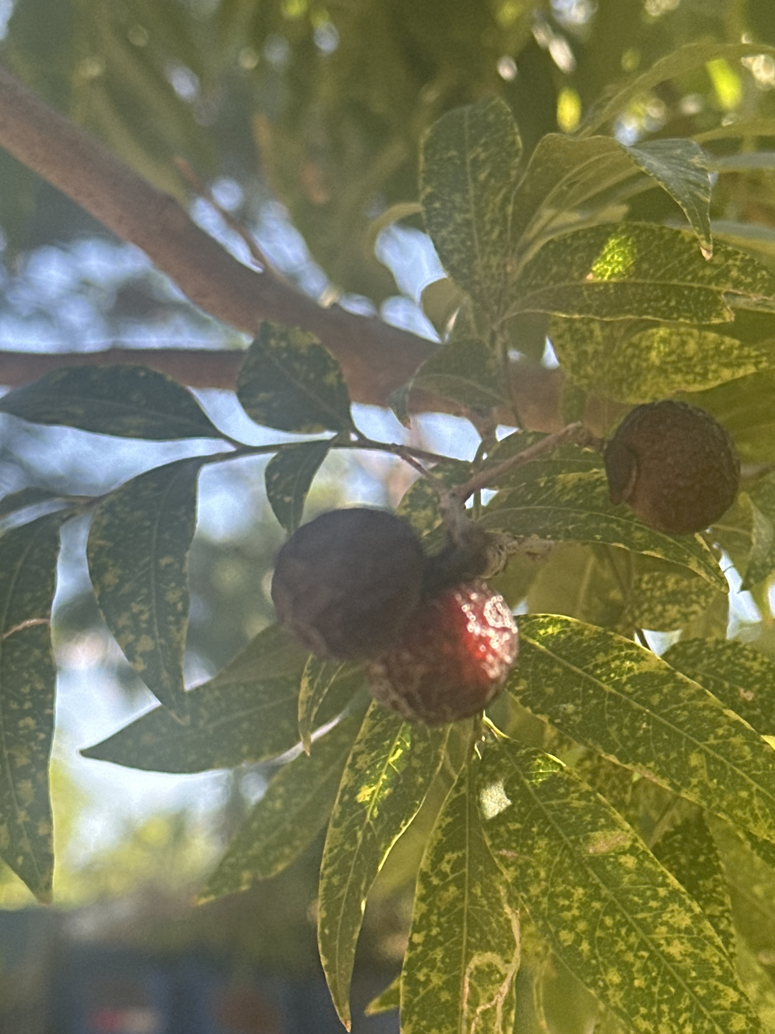 Sapindus saponaria
