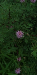Mimosa hamata
