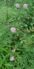 Mimosa hamata
