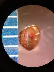 Euconulus fulvus