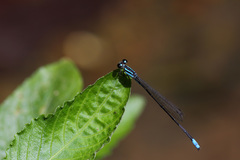 Acanthagrion gracile