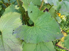 Ligularia stenocephala