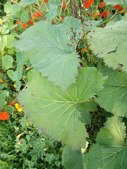 Ligularia stenocephala