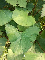 Ligularia stenocephala