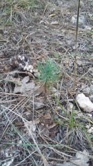 Pinus brutia pityusa