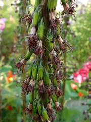 Ligularia stenocephala