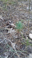 Pinus brutia pityusa