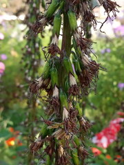 Ligularia stenocephala