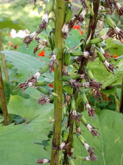 Ligularia stenocephala