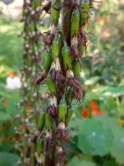 Ligularia stenocephala