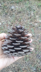 Pinus brutia pityusa